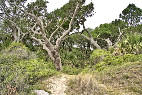 Twisted Trees Winds Blowing Ocean Island — Stock Photo, Image