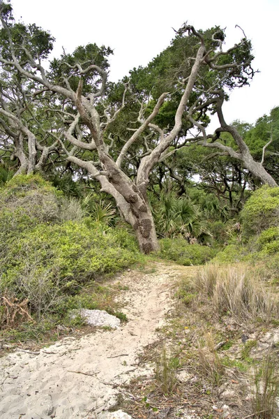 Písečná Stezka Mezi Pokroucenými Stromy Větrů Vanoucích Oceánu Ostrově — Stock fotografie