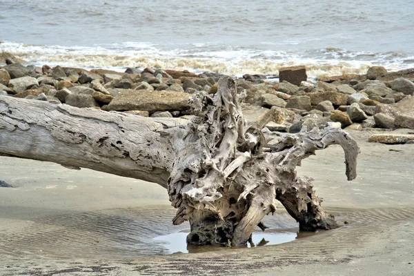 Photographers Heaven Driftwood Ocean Sandy Beach — Stock Photo, Image