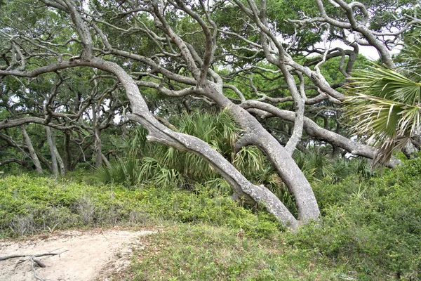 Anos Fortes Ventos Oceânicos Dobraram Árvores Para Longe Vento Ventoso — Fotografia de Stock