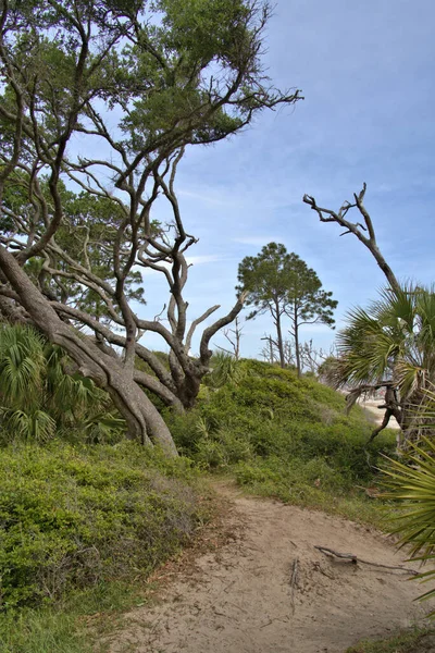 Twisted Wind Blown Trees Sandy Beach Cloudy Sky Overhead — Stock Photo, Image