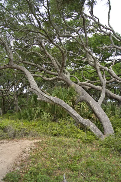 Caminho Praia Leva Sob Vento Sopra Árvores Longo Costa — Fotografia de Stock