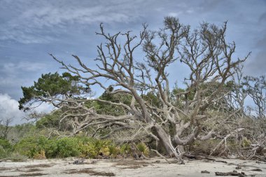 Driftwood Sahili biraz ürkütücü görünebilir, özellikle de tüm sahil ölü ağaçlarla doluyken.