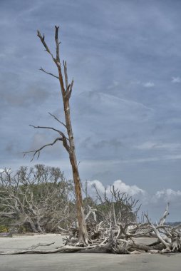Driftwood Sahili biraz ürkütücü görünebilir, özellikle de tüm sahil ölü ağaçlarla doluyken.