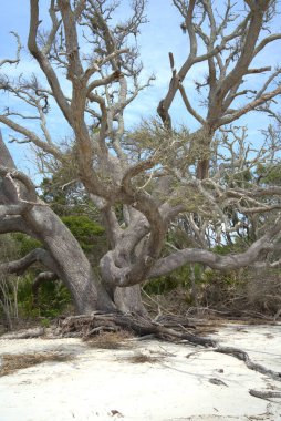 Driftwood Sahili, Jekyll Adası 'nı ziyaret edenler için görülmesi gereken bir yer.