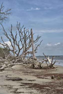Driftwood Sahili, Jekyll Adası 'nı ziyaret edenler için görülmesi gereken bir yer.