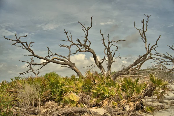 Driftwood Beach is a must-see for anyone visiting Jekyll Island