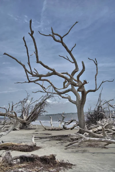 Driftwood Beach is a must-see for anyone visiting Jekyll Island