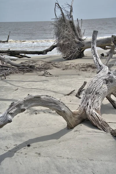 Driftwood Beach is a must-see for anyone visiting Jekyll Island