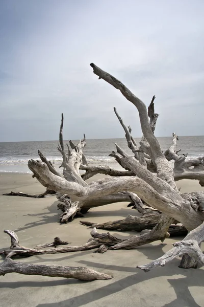 Driftwood海滩可能看起来有点怪异 特别是在淡季的时候 整个海滩都是一片空白的枯树 — 图库照片