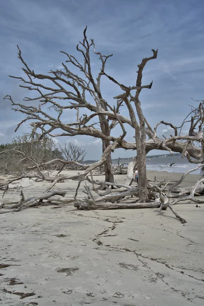 Driftwood Beach is a must-see for anyone visiting Jekyll Island