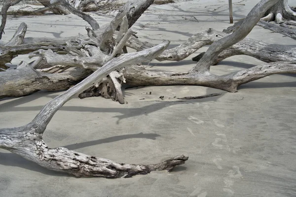 Παραλία Driftwood Είναι Ένα Must See Για Όποιον Επισκέπτεται Jekyll — Φωτογραφία Αρχείου