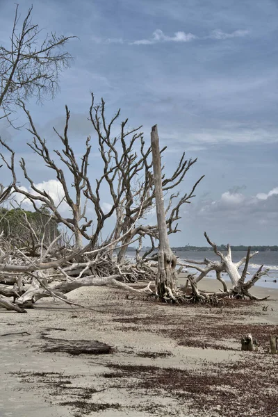 Παραλία Driftwood Είναι Ένα Must See Για Όποιον Επισκέπτεται Jekyll — Φωτογραφία Αρχείου