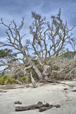 Driftwood Sahili, Jekyll Adası 'nı ziyaret edenler için görülmesi gereken bir yer.