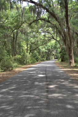 İspanyol yosunları sarkan meşe ağaçlarından geçen yol.