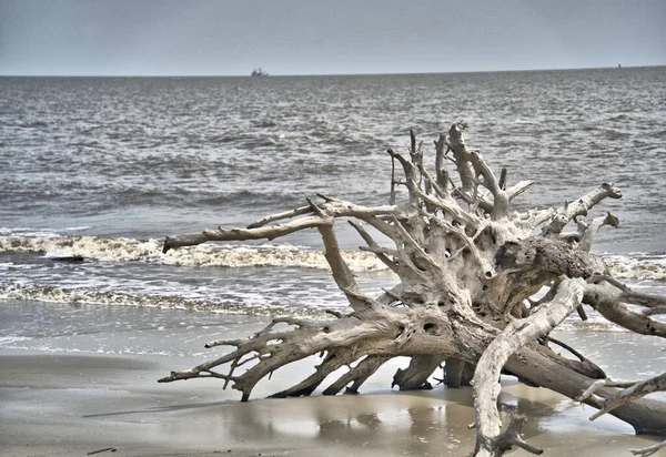 Driftwood Beach is a must-see for anyone visiting Jekyll Island