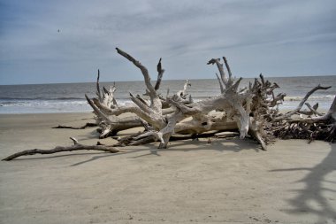 Sinagua halkı M.S. 650 civarında Arizona 'ya geldi. Yaban bitkileri ve hayvanlarla beslenen çiftçi insanlardı.