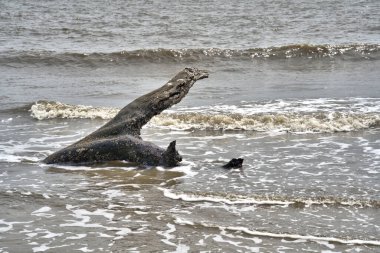 Sinagua halkı M.S. 650 civarında Arizona 'ya geldi. Yaban bitkileri ve hayvanlarla beslenen çiftçi insanlardı.