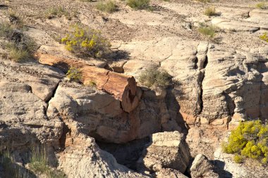 Taşlaşmış Orman, 200 milyon yıl öncesine dayanan Triyas Dönemi 'nden bitki ve hayvan fosillerine sahiptir..