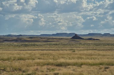 Taşlaşmış Orman, 200 milyon yıl öncesine dayanan Triyas Dönemi 'nden bitki ve hayvan fosillerine sahiptir..
