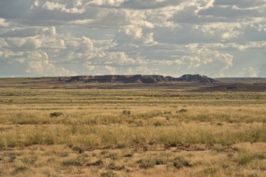 Taşlaşmış Orman, 200 milyon yıl öncesine dayanan Triyas Dönemi 'nden bitki ve hayvan fosillerine sahiptir..