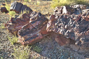 Taşlaşmış Orman, 200 milyon yıl öncesine dayanan Triyas Dönemi 'nden bitki ve hayvan fosillerine sahiptir..