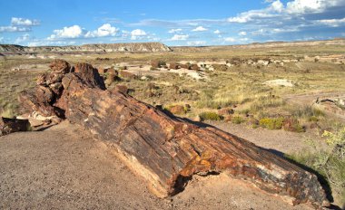 Taşlaşmış Orman, 200 milyon yıl öncesine dayanan Triyas Dönemi 'nden bitki ve hayvan fosillerine sahiptir..