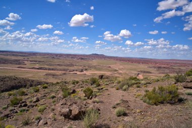 Taşlaşmış Orman, 200 milyon yıl öncesine dayanan Triyas Dönemi 'nden bitki ve hayvan fosillerine sahiptir..