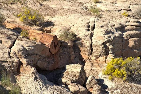 Versteinerter Wald Beherbergt Pflanzen Und Tierfossilien Aus Der Trias Die — Stockfoto