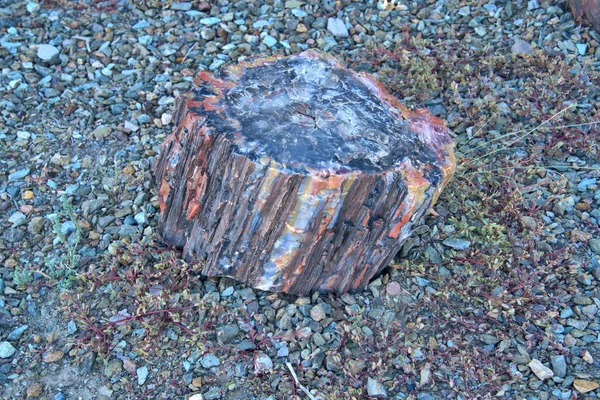 Petrified Forest Har Växt Och Djurfossiler Från Trias Perioden Som — Stockfoto