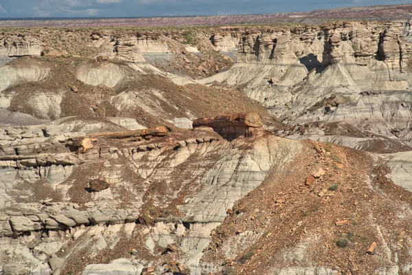 Petrified Forest Has Plant Animal Fossils Triassic Period Going Back — Stock Photo, Image