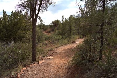 Ormanda patikası olan güzel bir manzara.