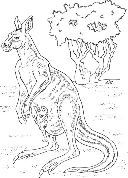 Livre de coloriage pour enfants, kangourou avec ourson — Image vectorielle