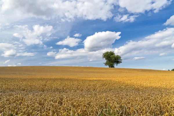 Пшеничне поле і самотнє дерево — стокове фото