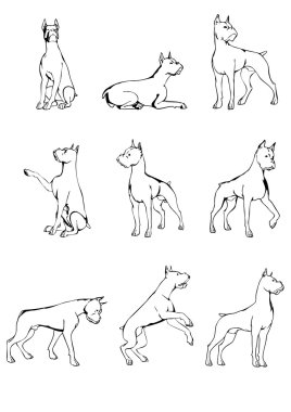 köpek ayarla - boxer