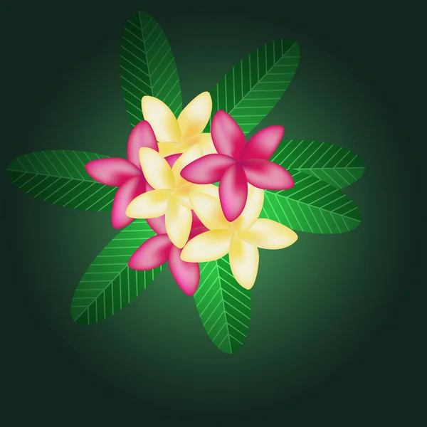 Frangipani — Stock Vector