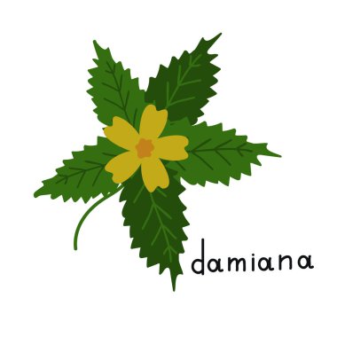 Damiana basit vektör bitkisini izole etti