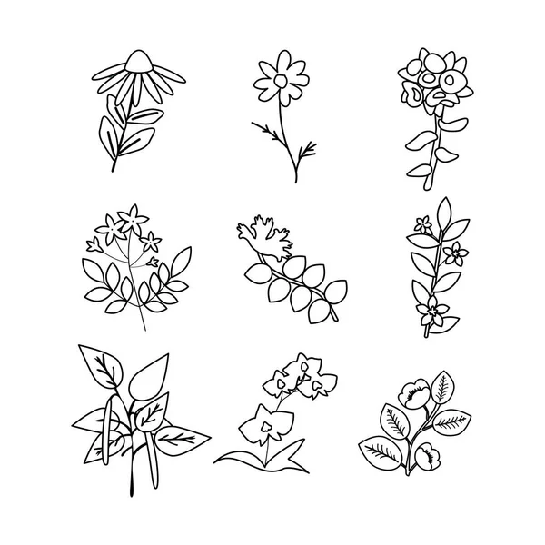 İzole vektör bitkileri basit küme