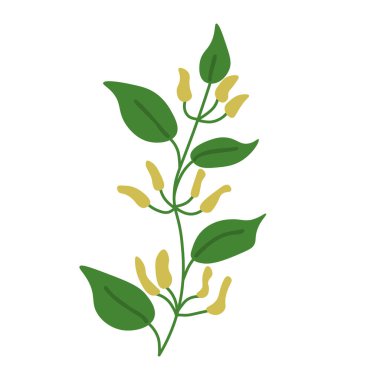 Aristo klematit vektör bitkisel illüstrasyon