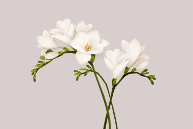 3d illustration of beautiful white freesia flowers on light beige color background