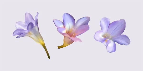 手で様々な角度で紫色のフリージアの花の図面を描いた 薄紫色の背景に孤立した花芽 化粧品 結婚式や春の装飾に適しています — ストックベクタ