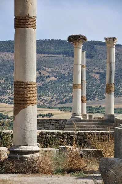 Volubilis Καπιτώλιο — Φωτογραφία Αρχείου