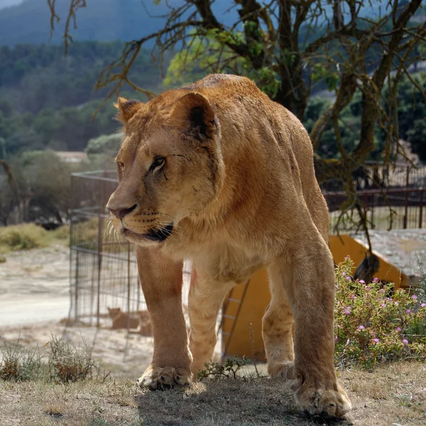 Angry Lioness — Stock Photo, Image