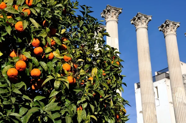 Апельсиновое дерево с римскими руинами — стоковое фото