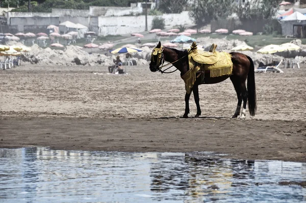 Häst vid stranden — Stockfoto