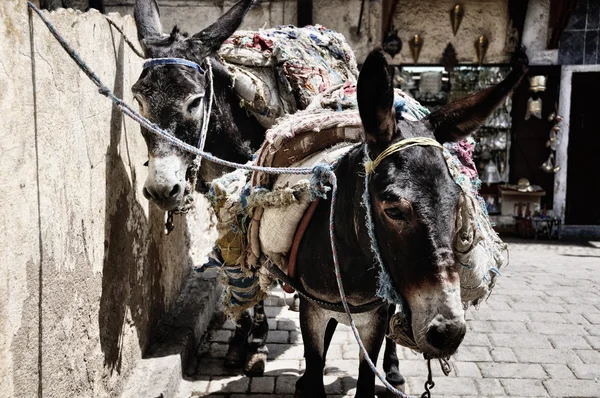 Saddled Donkeys — Fotografie, imagine de stoc