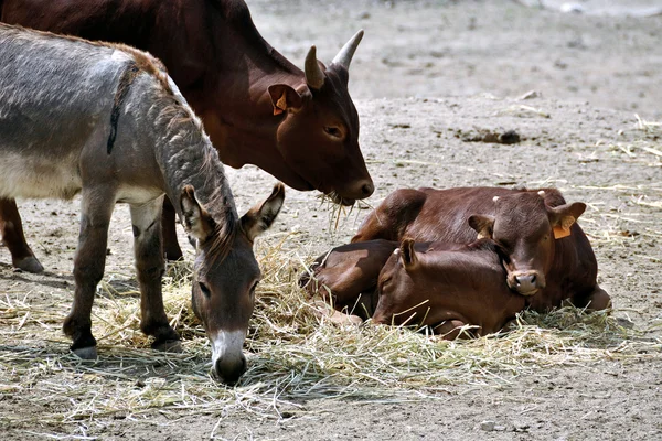 Communauté animale - Veaux, vaches et ânes — Photo