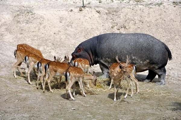 Tiergemeinschaft - anders sein — Stockfoto