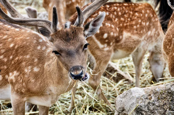 Weergave van eten gevlekte herten sluiten — Stockfoto