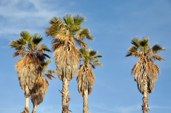 Palmy w tarragona — Zdjęcie stockowe